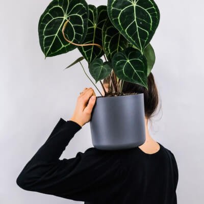 عن انابة plants store gallery img 1