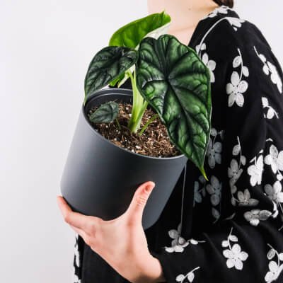 عن انابة plants store gallery img 4