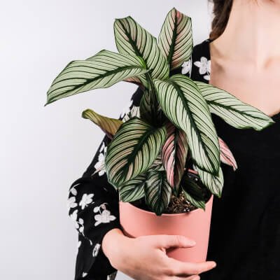 عن انابة plants store gallery img 5