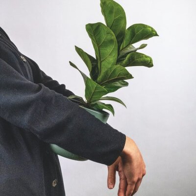 عن انابة plants store gallery img 6